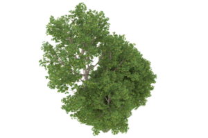 Realistic forest isolated on transparent background. 3d rendering - illustration png