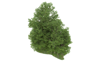 forêt réaliste isolée sur fond transparent. rendu 3d - illustration png