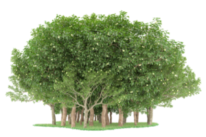 forêt réaliste isolée sur fond transparent. rendu 3d - illustration png