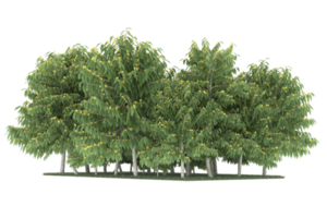 Realistic forest isolated on transparent background. 3d rendering - illustration png