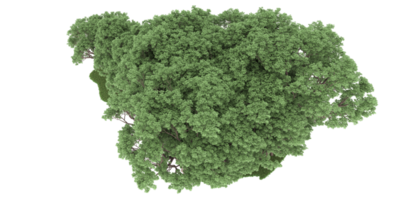 floresta realista isolada em fundo transparente. renderização 3D - ilustração png