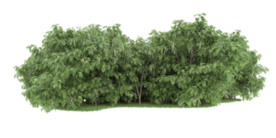 forêt réaliste isolée sur fond transparent. rendu 3d - illustration png