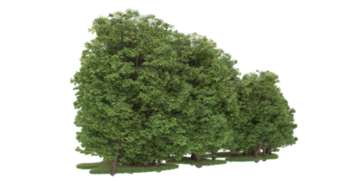 Realistic forest isolated on transparent background. 3d rendering - illustration png