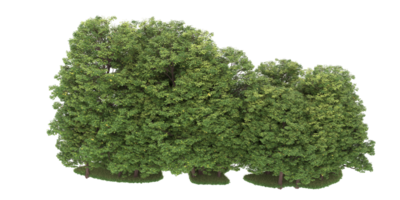 Realistic forest isolated on transparent background. 3d rendering - illustration png