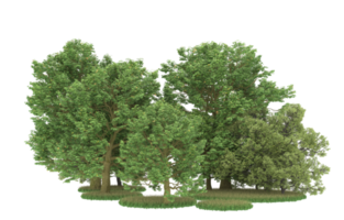 Realistic foliage isolated on transparent background. 3d rendering - illustration png