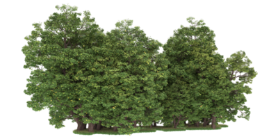 Realistic forest isolated on transparent background. 3d rendering - illustration png