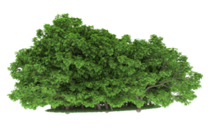 Realistic forest isolated on transparent background. 3d rendering - illustration png