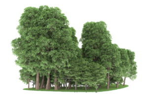 Realistic forest isolated on transparent background. 3d rendering - illustration png