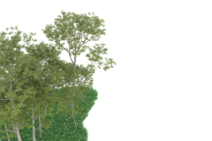 realistico foresta isolato su trasparente sfondo. 3d interpretazione - illustrazione png