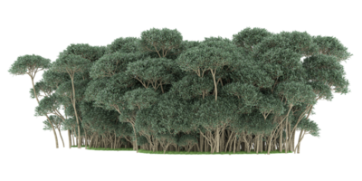 forêt réaliste isolée sur fond transparent. rendu 3d - illustration png