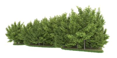 Realistic forest isolated on transparent background. 3d rendering - illustration png