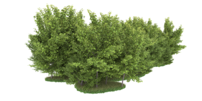 Realistic forest isolated on transparent background. 3d rendering - illustration png