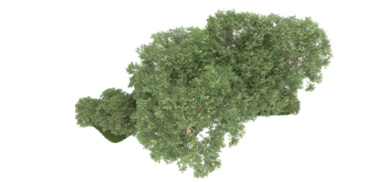 forêt réaliste isolée sur fond transparent. rendu 3d - illustration png