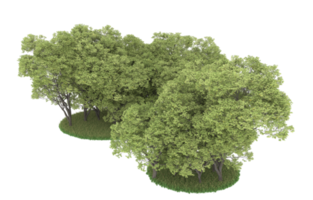 Realistic foliage isolated on transparent background. 3d rendering - illustration png