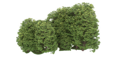 Realistic forest isolated on transparent background. 3d rendering - illustration png