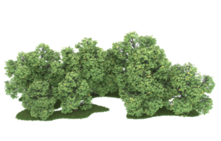 Realistic foliage isolated on transparent background. 3d rendering - illustration png