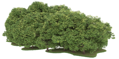 Realistic forest isolated on transparent background. 3d rendering - illustration png