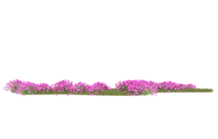 Realistic foliage isolated on transparent background. 3d rendering - illustration png