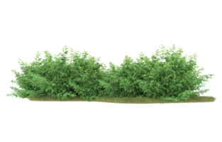 Realistic foliage isolated on transparent background. 3d rendering - illustration png