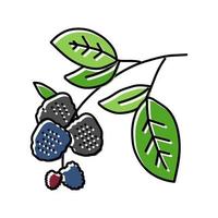 rama planta blackberry color icono vector ilustración