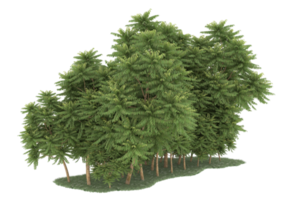 floresta realista isolada em fundo transparente. renderização 3D - ilustração png