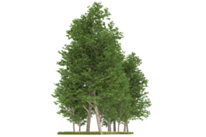 forêt réaliste isolée sur fond transparent. rendu 3d - illustration png