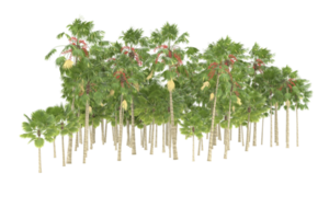Palm trees isolated on transparent background. 3d rendering - illustration png