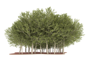 forêt réaliste isolée sur fond transparent. rendu 3d - illustration png