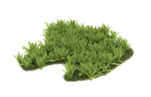 Realistic foliage isolated on transparent background. 3d rendering - illustration png