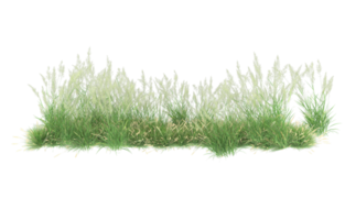 Realistic foliage isolated on transparent background. 3d rendering - illustration png