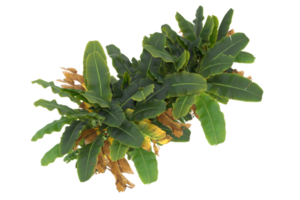 Realistic forest isolated on transparent background. 3d rendering - illustration png