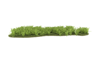 Realistic foliage isolated on transparent background. 3d rendering - illustration png