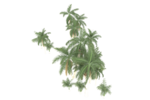 palm bomen geïsoleerd Aan transparant achtergrond. 3d renderen - illustratie png