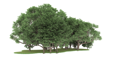 forêt réaliste isolée sur fond transparent. rendu 3d - illustration png