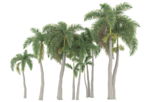 Palm trees isolated on transparent background. 3d rendering - illustration png