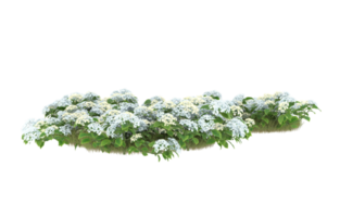 Realistic foliage isolated on transparent background. 3d rendering - illustration png