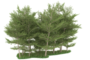 Realistic forest isolated on transparent background. 3d rendering - illustration png