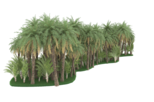 Palm trees isolated on transparent background. 3d rendering - illustration png