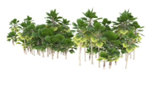 palm bomen geïsoleerd Aan transparant achtergrond. 3d renderen - illustratie png