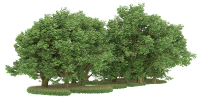 Realistic forest isolated on transparent background. 3d rendering - illustration png