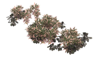 Realistic foliage isolated on transparent background. 3d rendering - illustration png