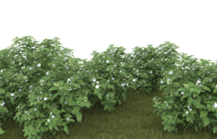 Realistic foliage isolated on transparent background. 3d rendering - illustration png