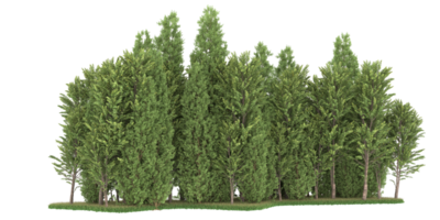 forêt réaliste isolée sur fond transparent. rendu 3d - illustration png