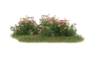 Realistic foliage isolated on transparent background. 3d rendering - illustration png