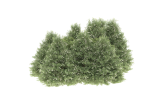 Realistic foliage isolated on transparent background. 3d rendering - illustration png