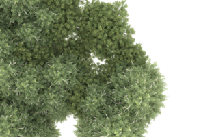 Realistic foliage isolated on transparent background. 3d rendering - illustration png