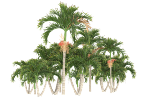 Palm trees isolated on transparent background. 3d rendering - illustration png