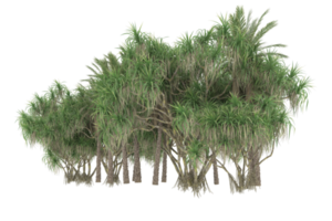 palm bomen geïsoleerd Aan transparant achtergrond. 3d renderen - illustratie png