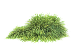 Realistic foliage isolated on transparent background. 3d rendering - illustration png