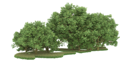 realistico foresta isolato su trasparente sfondo. 3d interpretazione - illustrazione png